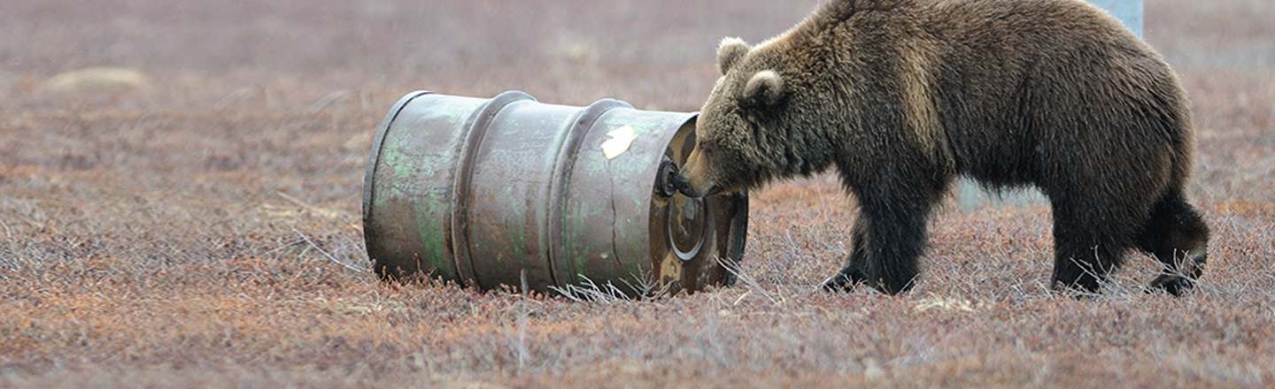 6 Animals That Get High More Than Humanity's Biggest Stoners