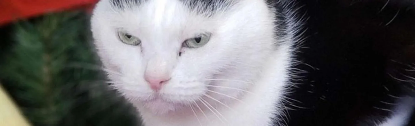 The World's Worst Cat Has Been Adopted, Proving We All Deserve Love