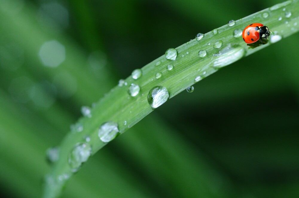 Ladybug on blade of grass