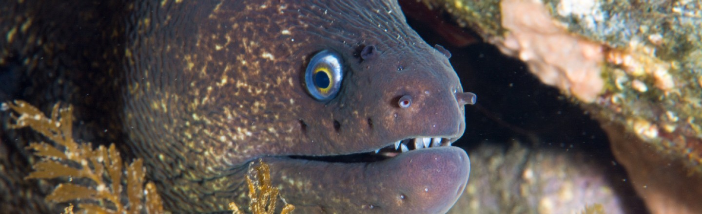 Science Doesn't Know How Eels Bone