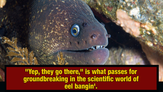 Science Doesn't Know How Eels Bone
