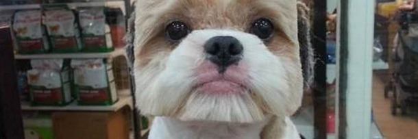 7 Fake Viral Photos You Probably Thought Were Real