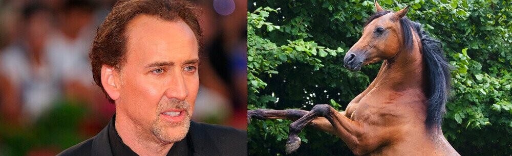 The Time A Horse Tried To Kill Nicolas Cage