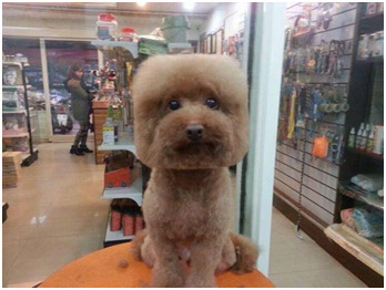 7 Fake Viral Photos You Probably Thought Were Real