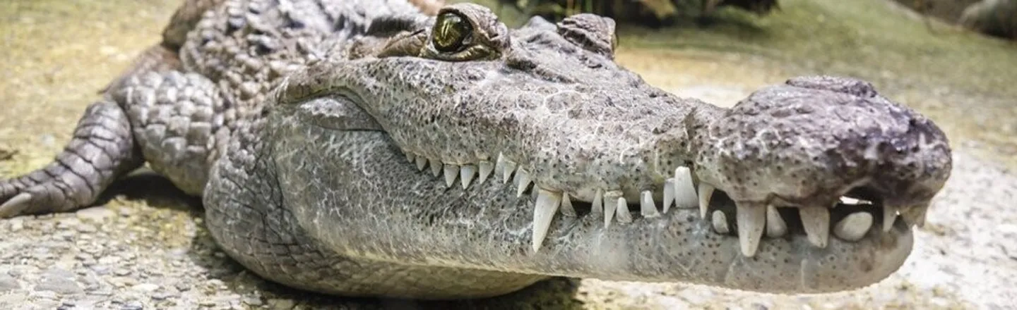 'Nuisance Alligators' Keep Trying To Vacation At Disney World