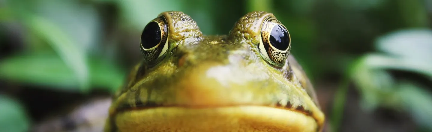 Bible's 'Plague of Frogs' May Have Been Just One Giant Frog