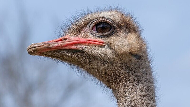 The 6 Most Frequently Quoted Bullshit Animal Facts