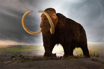 woolly mammoth Model at the Royal BC Museum