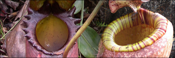 Leaproach 6 Terrifying New Creatures Science Just Discovered | Cracked.com