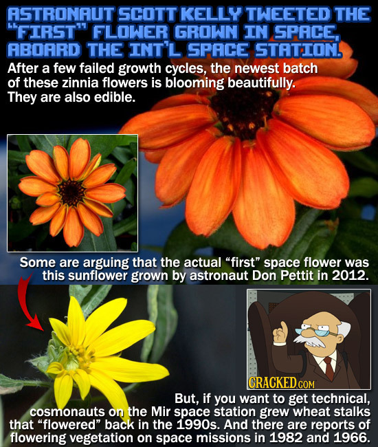 ASTRONAUT SCOTT KELLY TWEETED THE FIRST' FLOWER GROWN IN SPACE, ABOARD THE INT'L SPACE STATION, After a few failed growth cycles, the newest batch of 