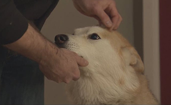 Most Badass Things People Have Done For Their Pets