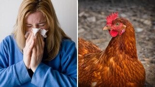 Oh Great, Some Guy Has Bird Flu Now