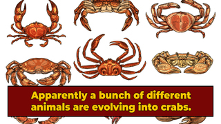 Apparently, Different Animals Keep Evolving Into Crabs