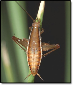 Leaproach 6 Terrifying New Creatures Science Just Discovered | Cracked.com