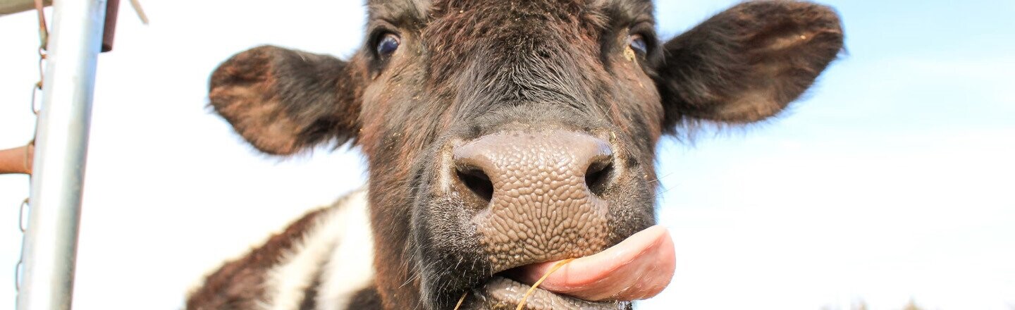 Bloody Cows And Sadness Saved A Bunch Of People’s Lives
