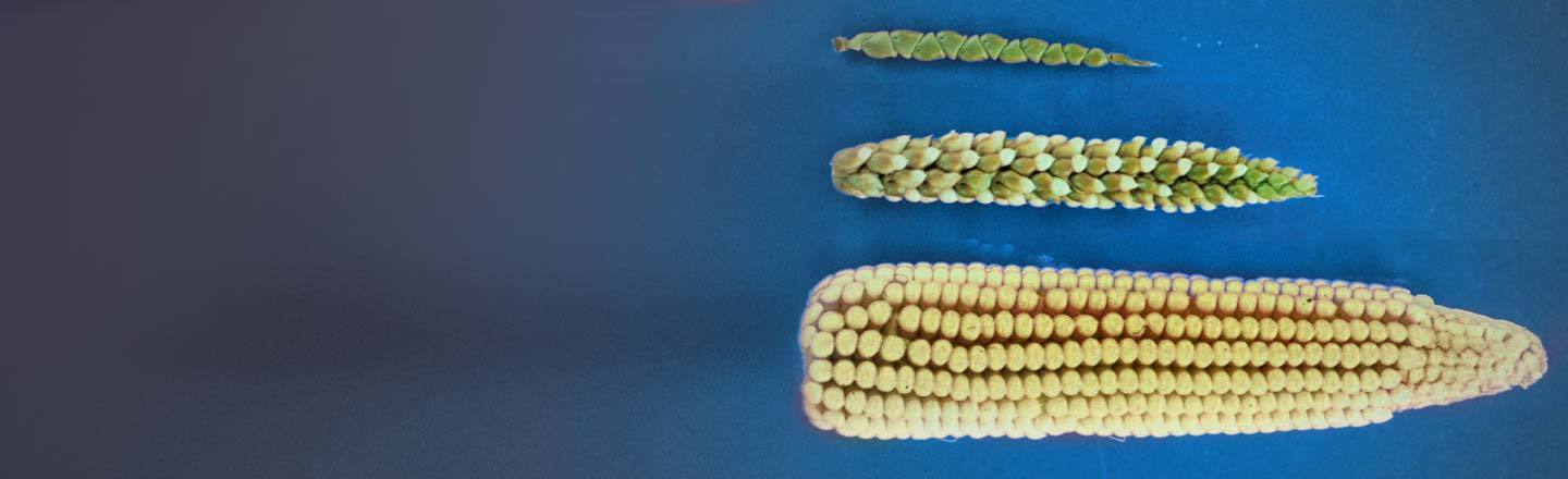 6 Man-Made Things You Totally Thought Were 'Natural'