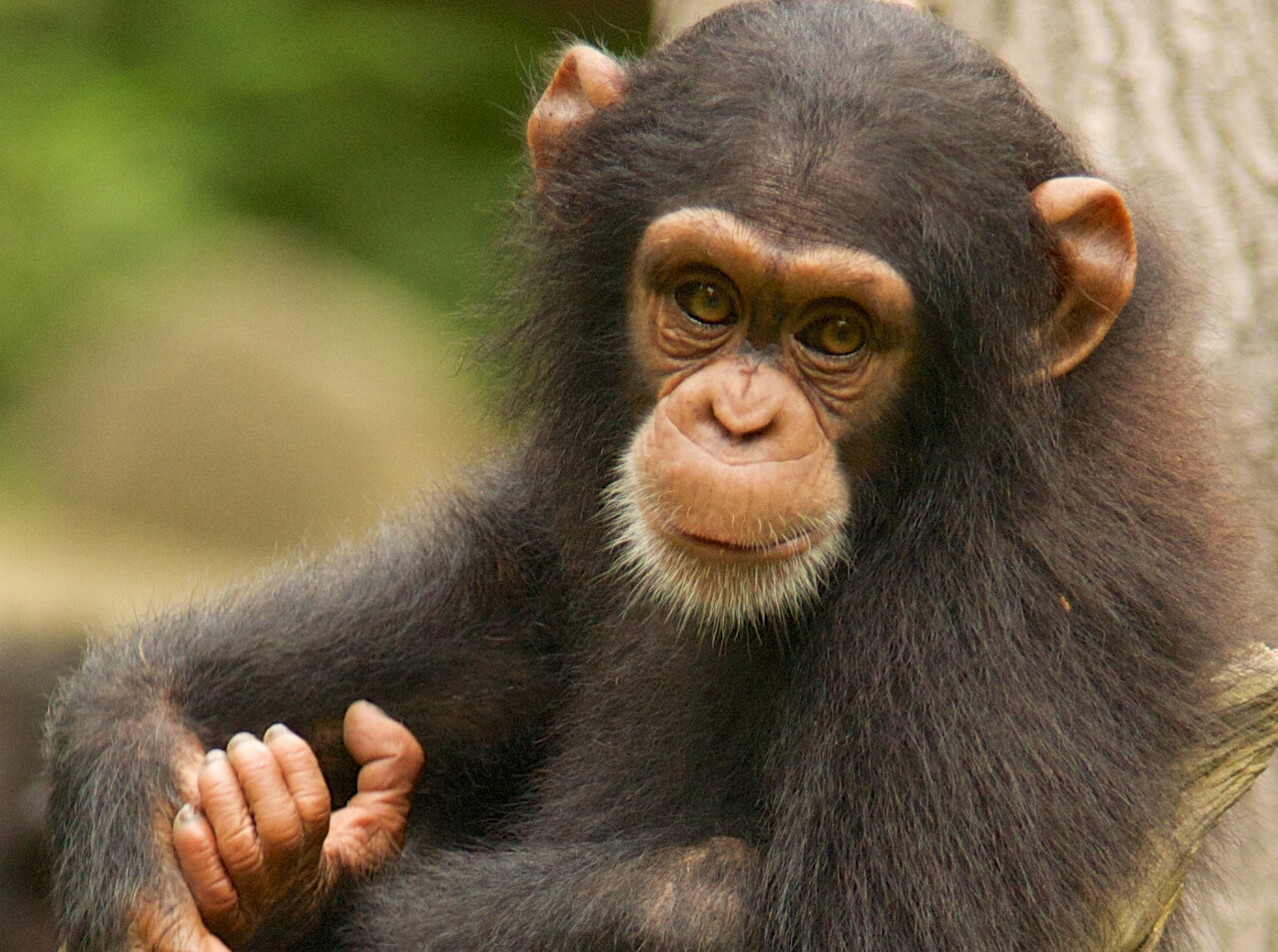 Baby chimp