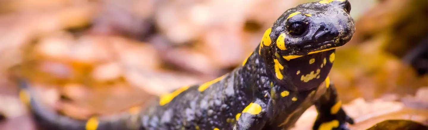 What You NEED To Know About Hallucinogenic Salamander Brandy