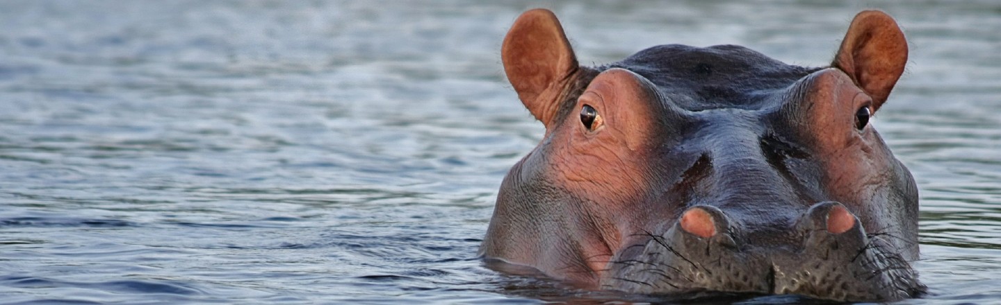 Colombia Has a Huge Hippo Problem Thanks to Pablo Escobar