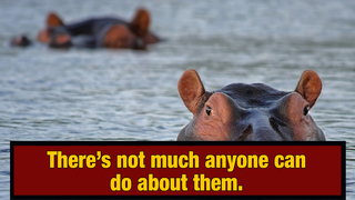 Colombia Has a Huge Hippo Problem Thanks to Pablo Escobar