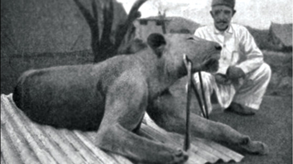 The second lion, FMNH 23969