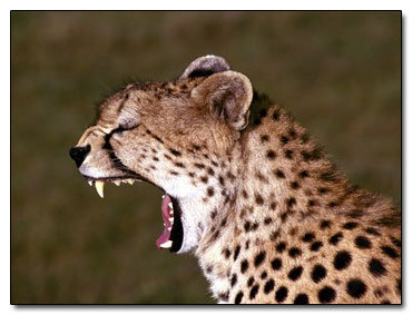 6 Things Your Body Does Every Day That Science Can't Explain