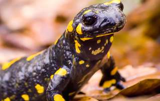 What You NEED To Know About Hallucinogenic Salamander Brandy