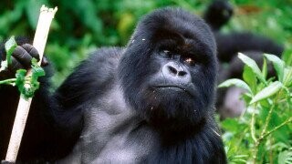 5 Bananas Things Apes Do In The Wild