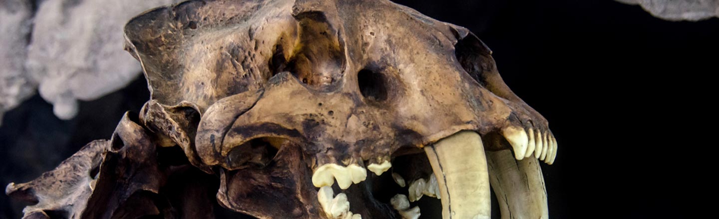 The Descendant Of The Saber-toothed Tiger May Disappoint You