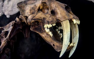The Descendant Of The Saber-toothed Tiger May Disappoint You