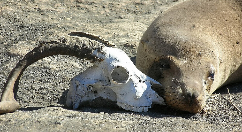 Sea lion resting next to skull of feral goat at Tagus Cove, Isabela Island