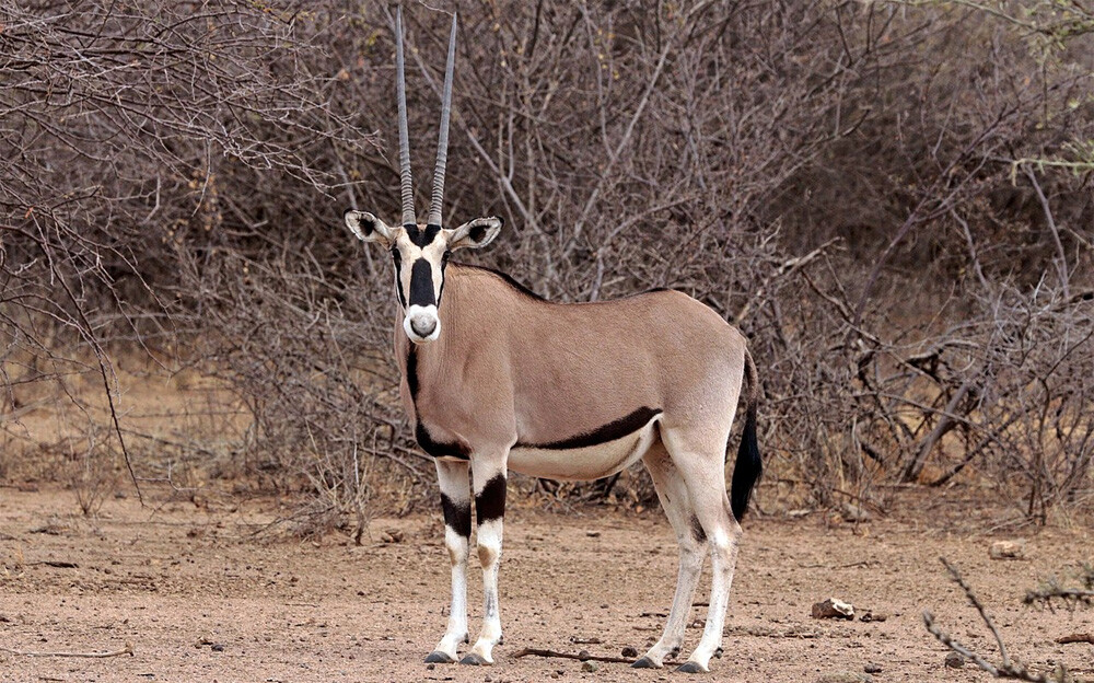 Oryx beisa beisa