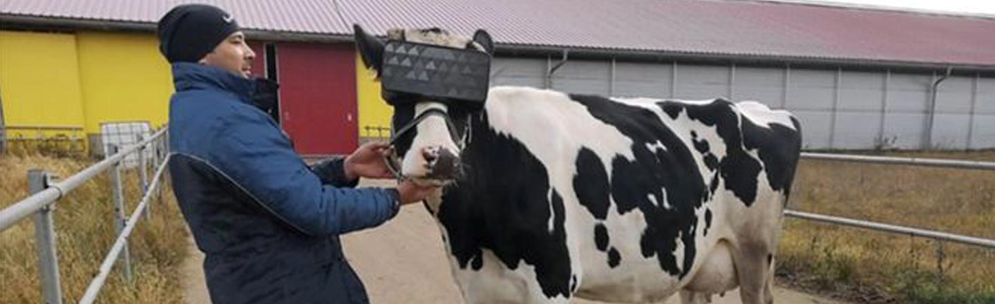 The Matrix Is Real, If You Are A Cow