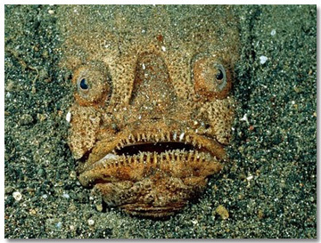 10 Real Sea Creatures Lifted Directly From Your Nightmares Cracked Com 10 Real Sea Creatures Lifted Directly From Your Nightmares Cracked Com