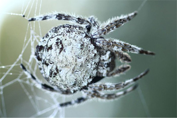 This Spider Builds 80-Foot-Long Webs Stronger Than Kevlar