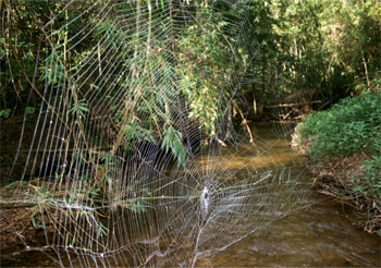 This Spider Builds 80-Foot-Long Webs Stronger Than Kevlar