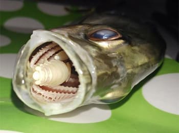 Ryba parazit jazyk