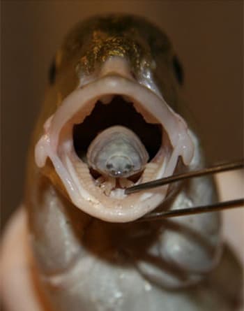 Ryba parazit jazyk, Parazit ryba