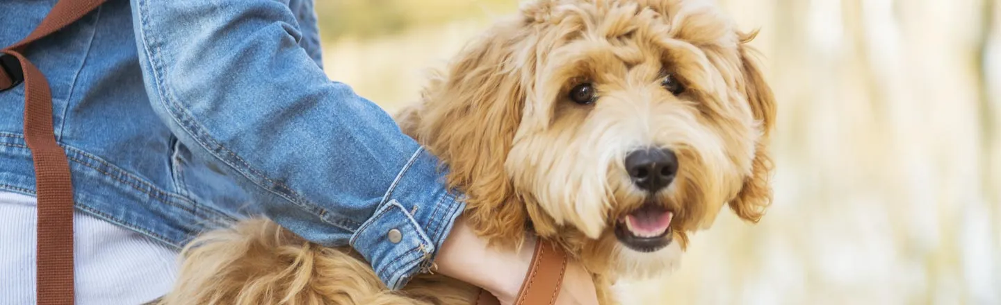 I've Created A Monster, Says Man Who Made The Labradoodle 
