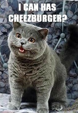 24 Purrfect Cat Memes To Turn A Frown Upside Down - I Can Has Cheezburger?