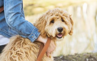 I've Created A Monster, Says Man Who Made The Labradoodle 