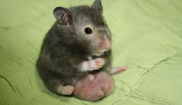 The 4 Most Hilariously Disgusting Pet Behaviors | Cracked.com The 4 Most Hilariously Disgusting Pet Behaviors | Cracked.com