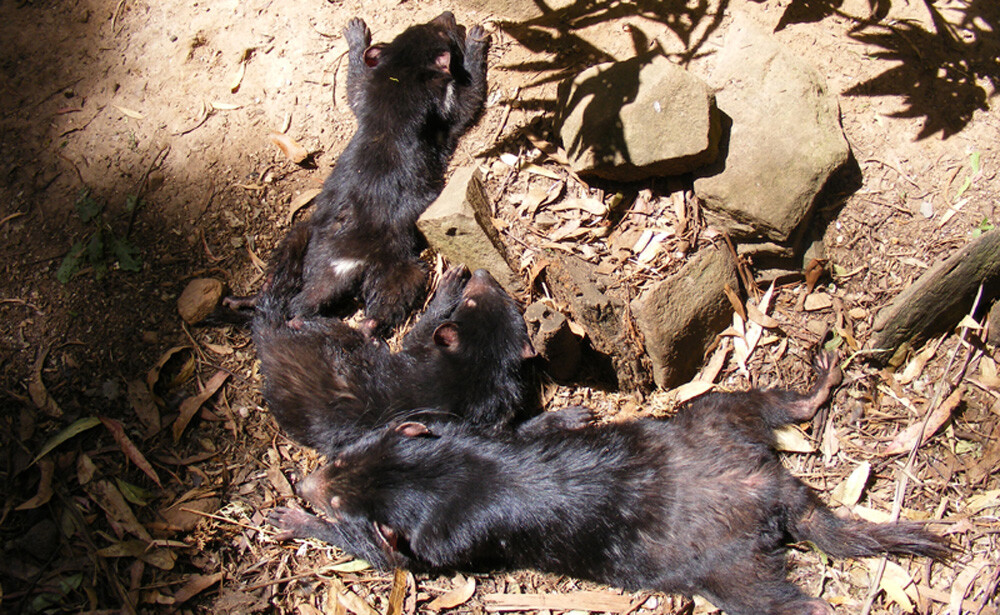 Three young tasmanian devils sunbathing. 