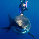 Cracked Round-Up: Holistic Carpentry Edition 