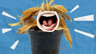 Not Watering Your Plants? You Might Be Hearing Them Scream in Agony