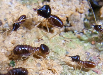 Militer Insect 6 Amazingly Complex Military Strategies Used by Bugs | Cracked.com