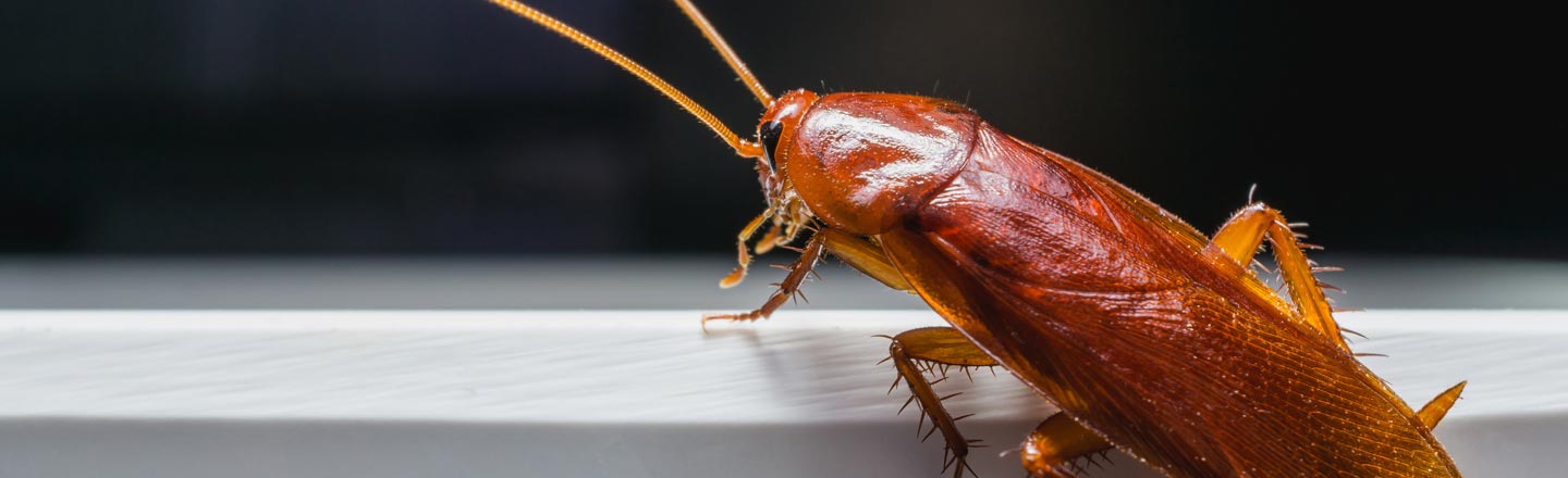 Cockroach Milk Smoothies & Other Weird Health News [IMAGES]