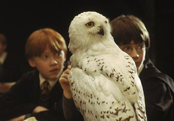 Ron, Hedwig, and Harry