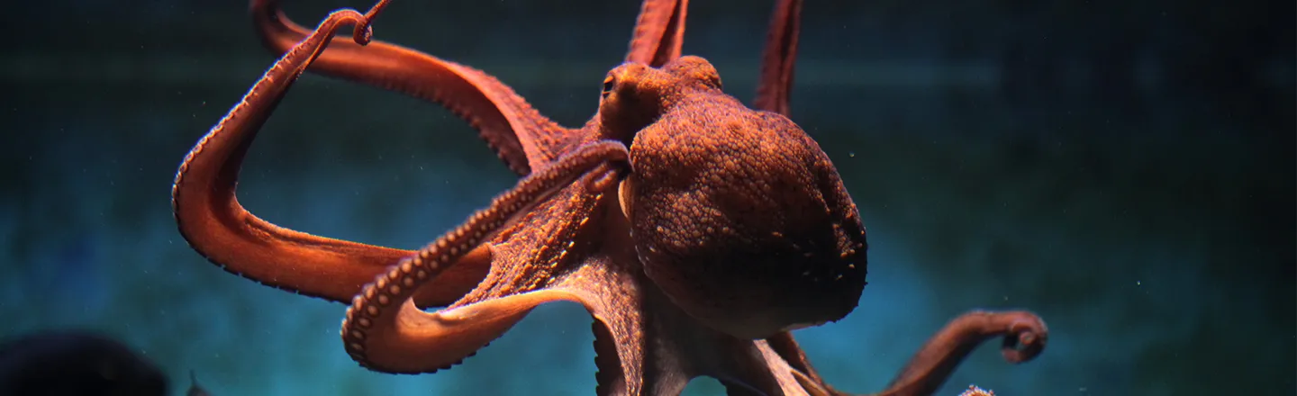 Octopuses Punch Fish Out of Spite, Research Shows