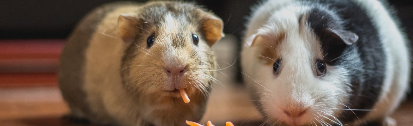 The Wild (Incestuous) Story Of The 'Adam and Eve' Of Hamsters